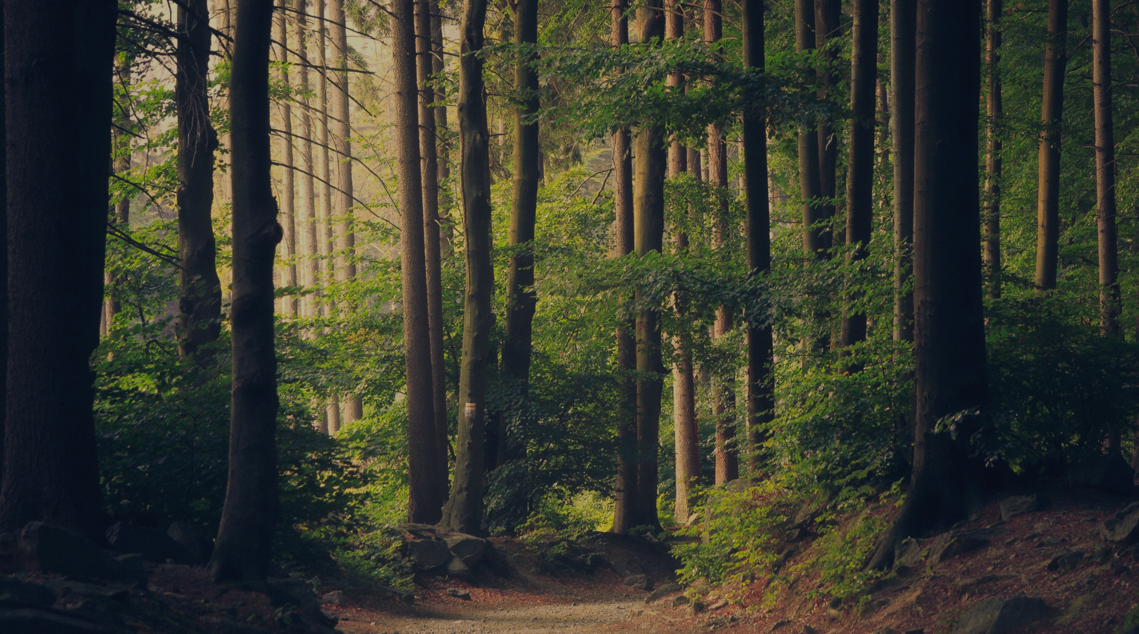 World leading wood scanning solutions